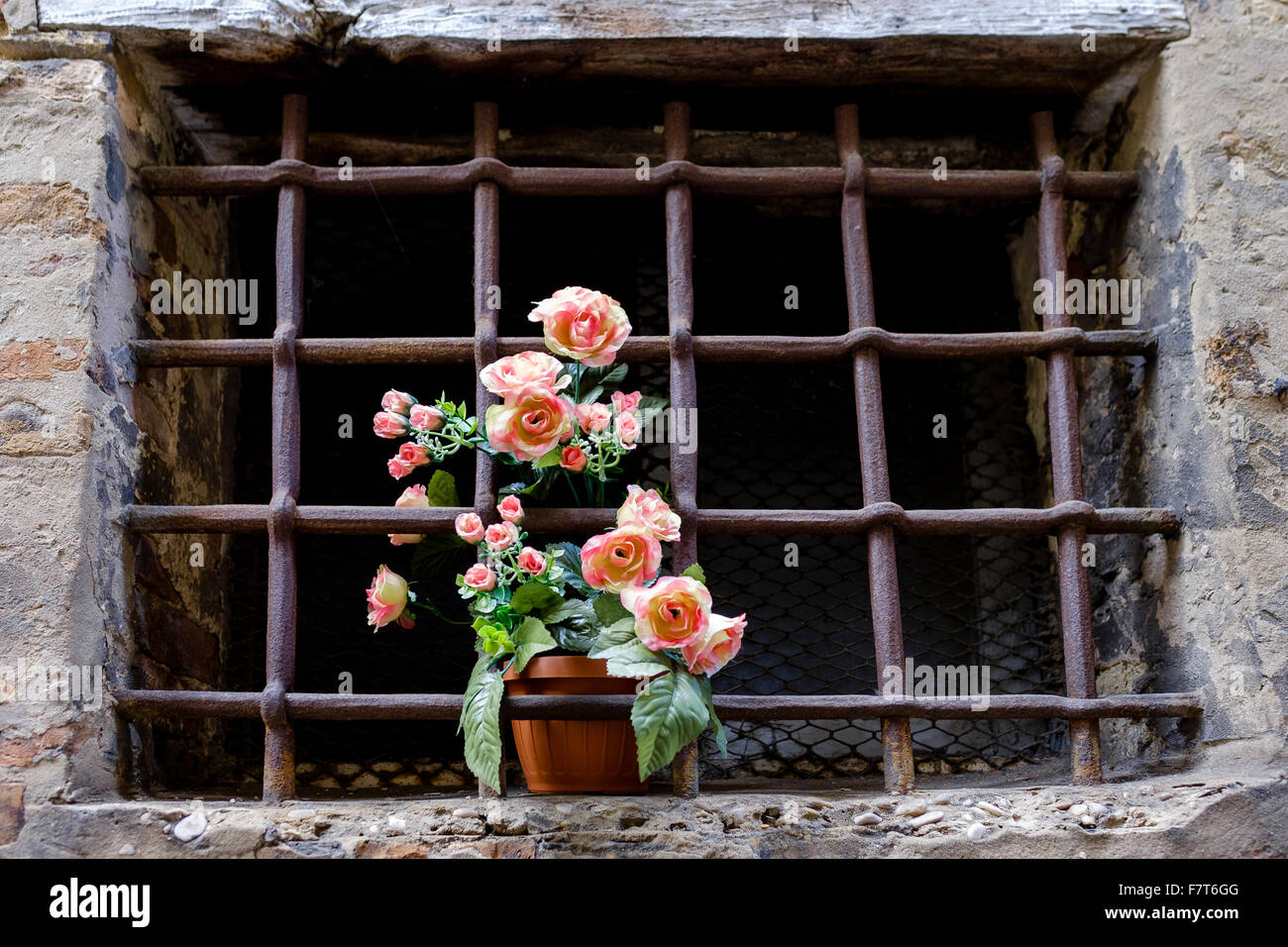 Rosen hinter einem vergitterten Fenster Stockfoto