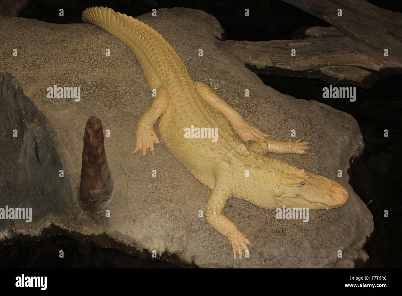 Albino Alligator California Academy of Science Brian Mcguire Stockfoto
