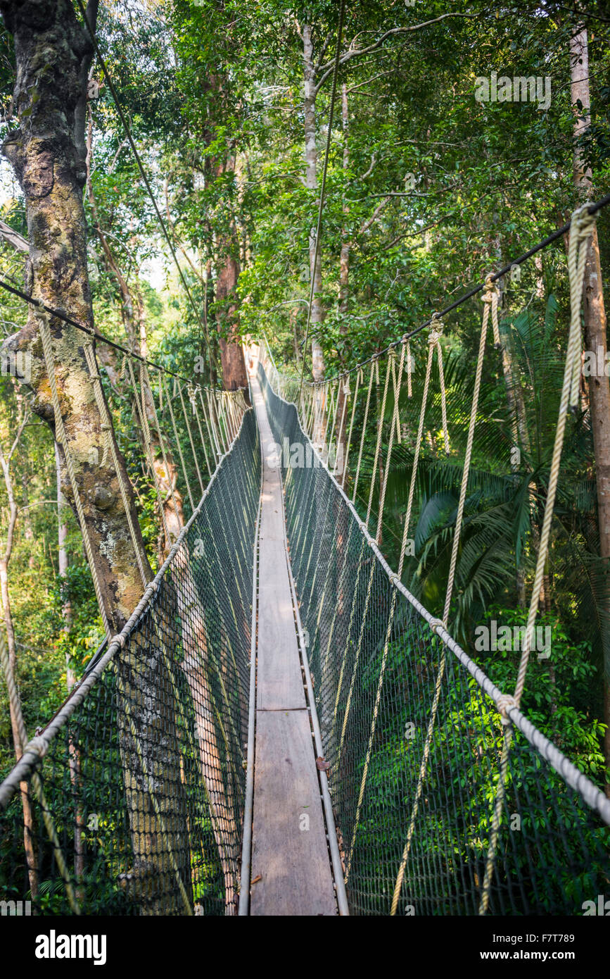 Hängebrücke in den Dschungel, Canopy Walkway, Kuala Tahan, Taman Negara Malaysia Stockfoto