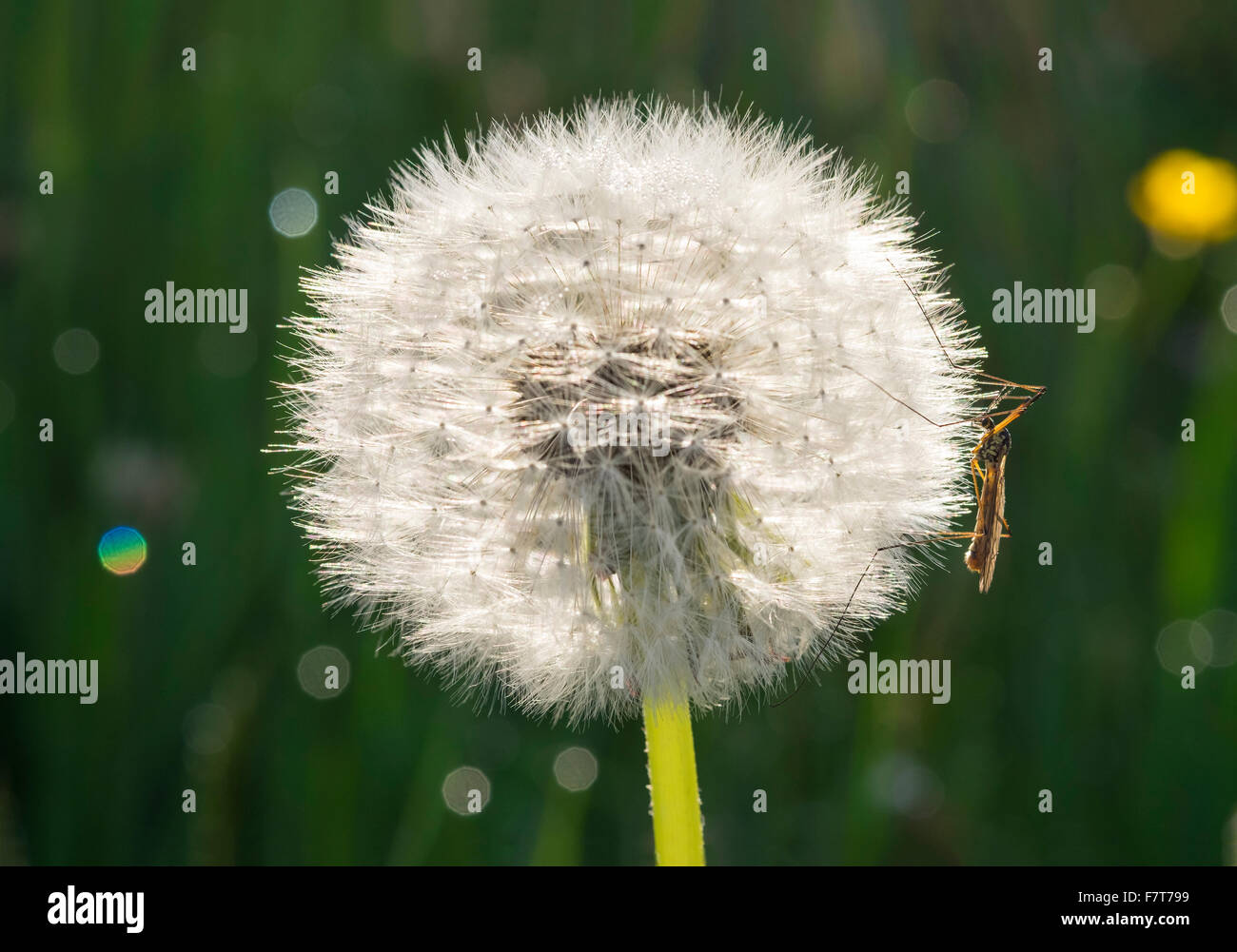 Löwenzahn (Taraxacum offiziell) Blütenstand mit Kran fliegen, Bayern, Deutschland Stockfoto