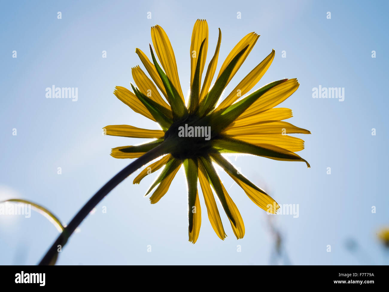 Wiese Schwarzwurzeln (Tragopogon Pratensis) Blume, Upper Bavaria, Bavaria, Germany Stockfoto