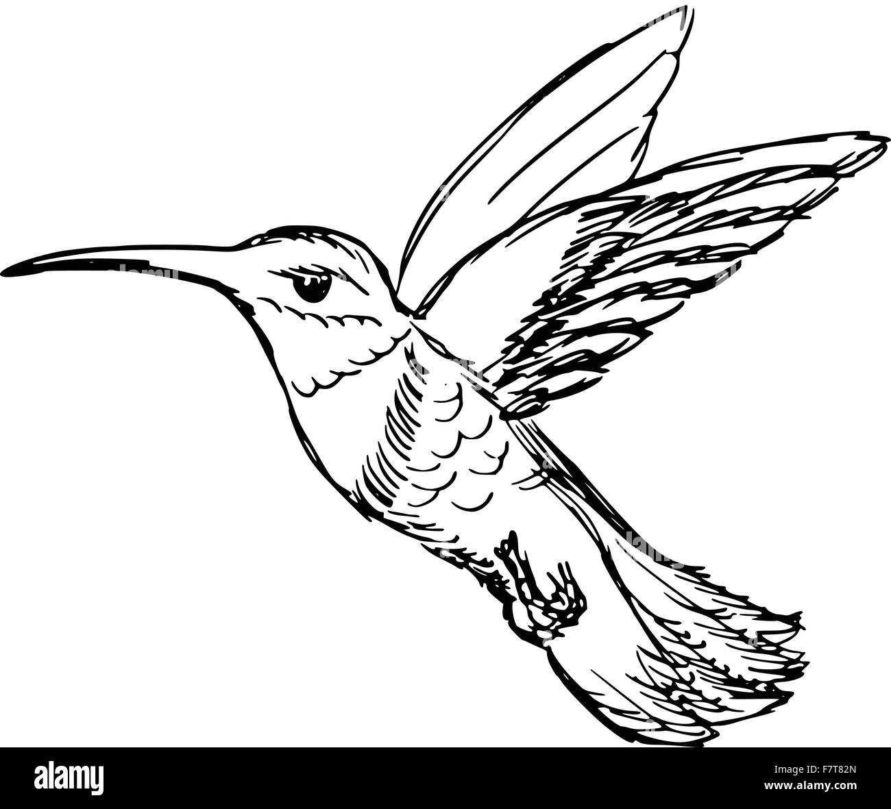 Hummingbird Stock Vektor