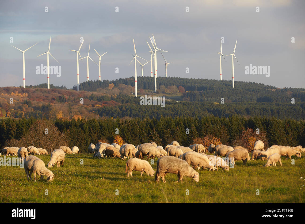 Schafbeweidung vor Windkraftanlagen in Waigandshain, Westerwald, Rheinland-Pfalz, Deutschland Stockfoto