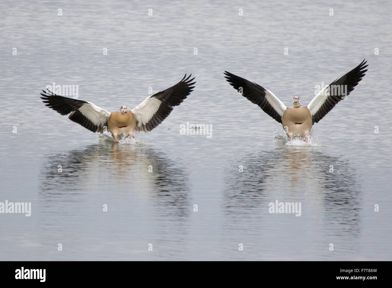 Ägyptische Gänse (Alopochen Aegyptiacus) Landung auf Wasser, Hessen, Deutschland Stockfoto