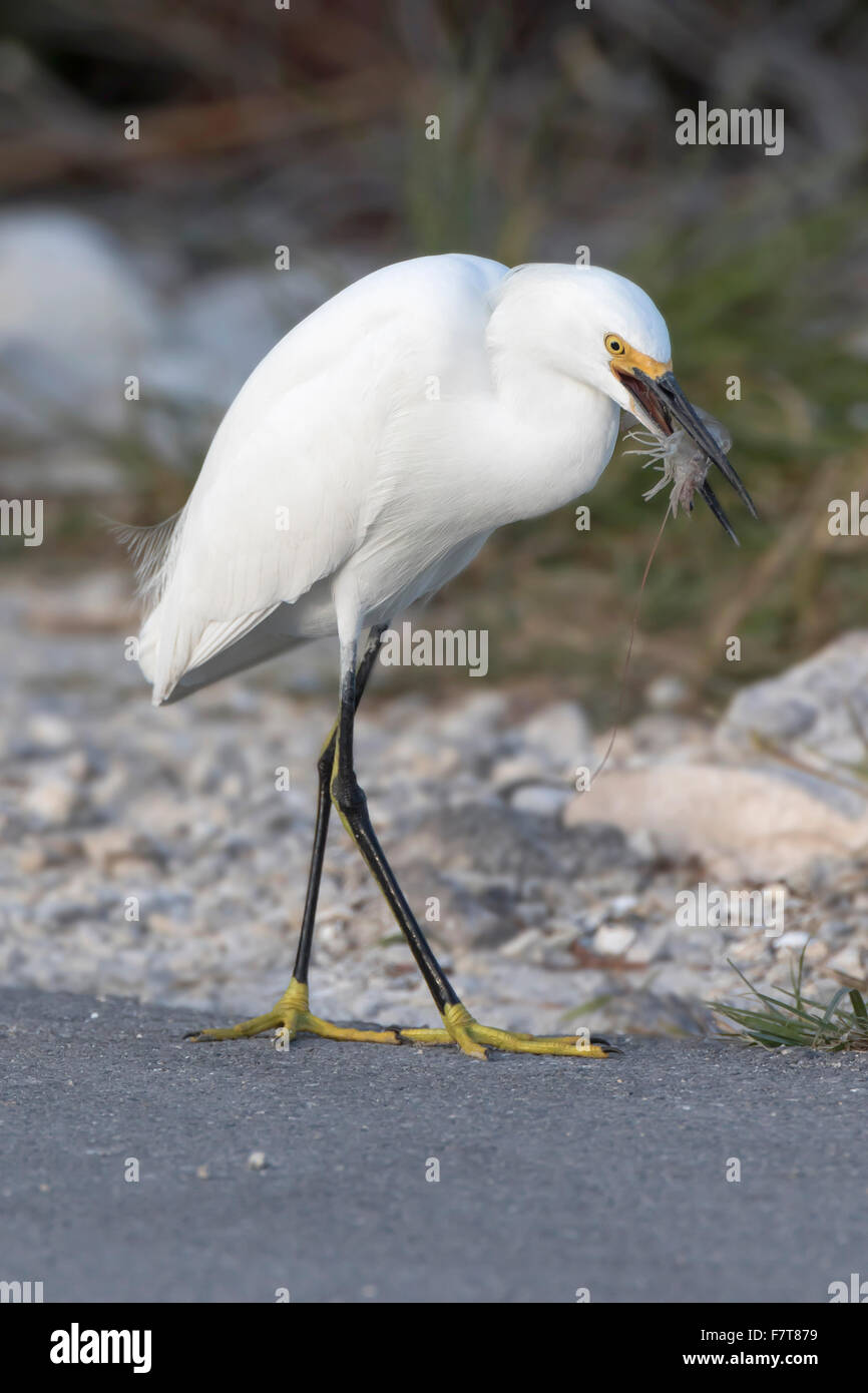 Snowy Silberreiher (Egretta unaufger) mit preyed Garnelen, Joh "Ding" Darling National Wildlife Refuge, Sanibel Island, Florida, USA Stockfoto