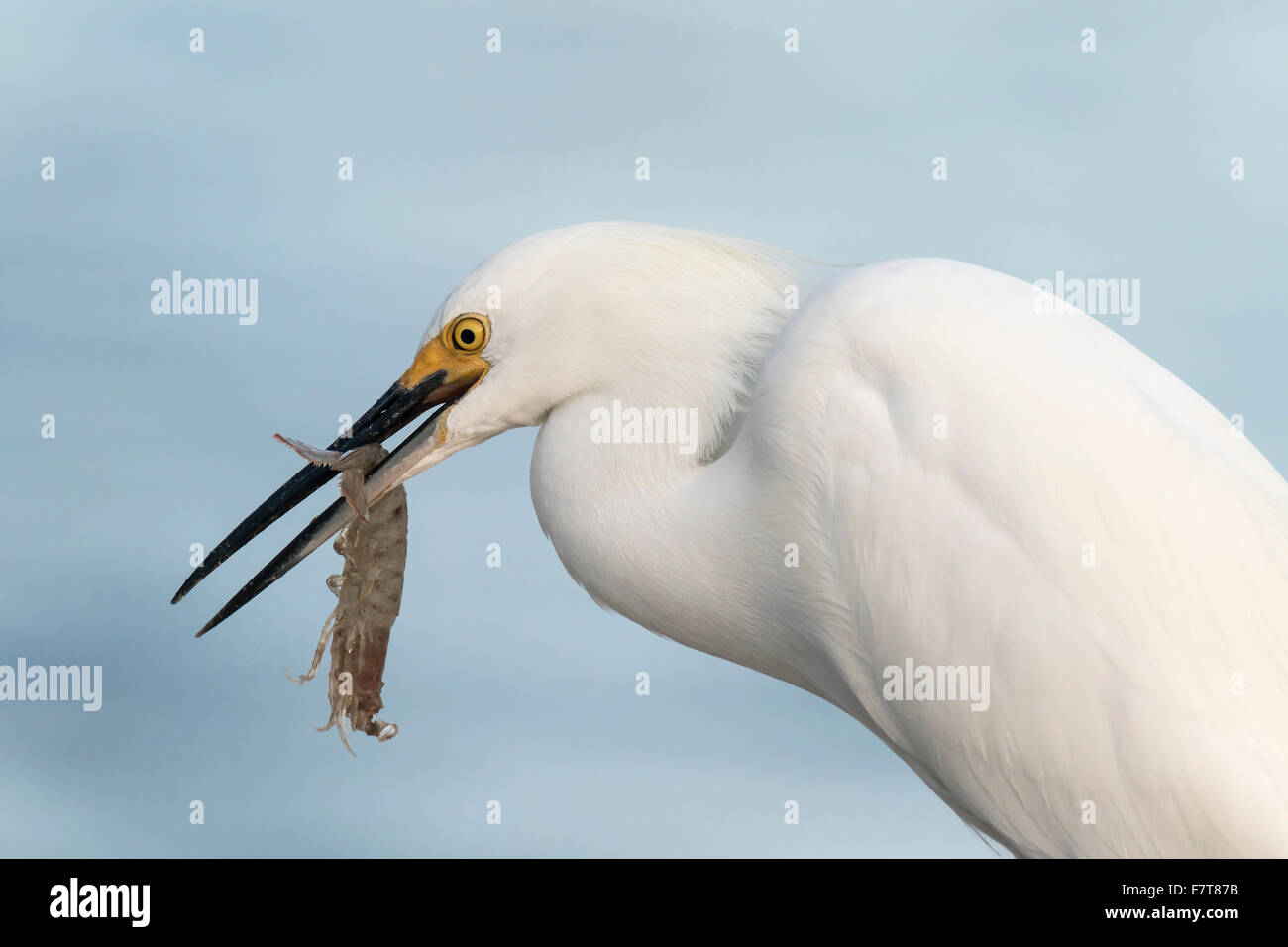 Snowy Silberreiher (Egretta unaufger) mit preyed Garnelen, Joh "Ding" Darling National Wildlife Refuge, Sanibel Island, Florida, USA Stockfoto