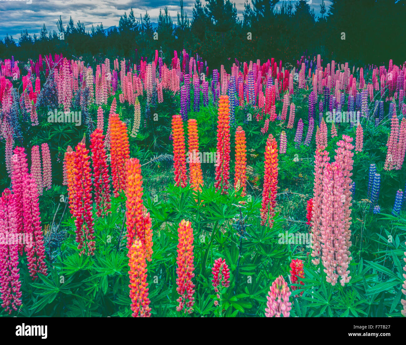 Lupine in der Nähe von Mt. Cook, Souhtern Alpen, Neuseeland Südinsel Stockfoto