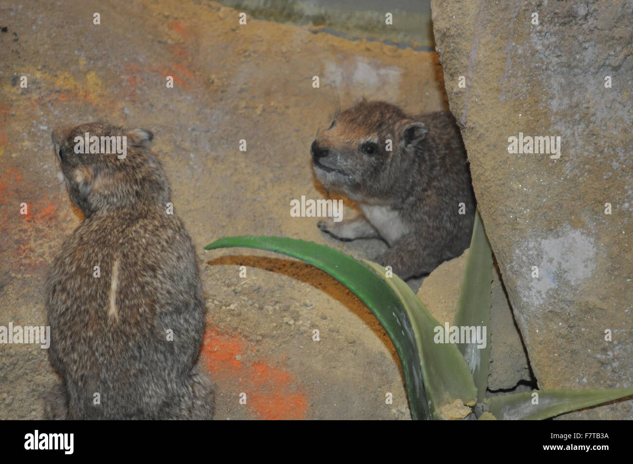 Ein taxidermy eines pelzigen kleinen Chipmunk unbekannter Kreaturen mit großen steinernen Felsen und grünen Blätter am Natural History Museum in London. Stockfoto