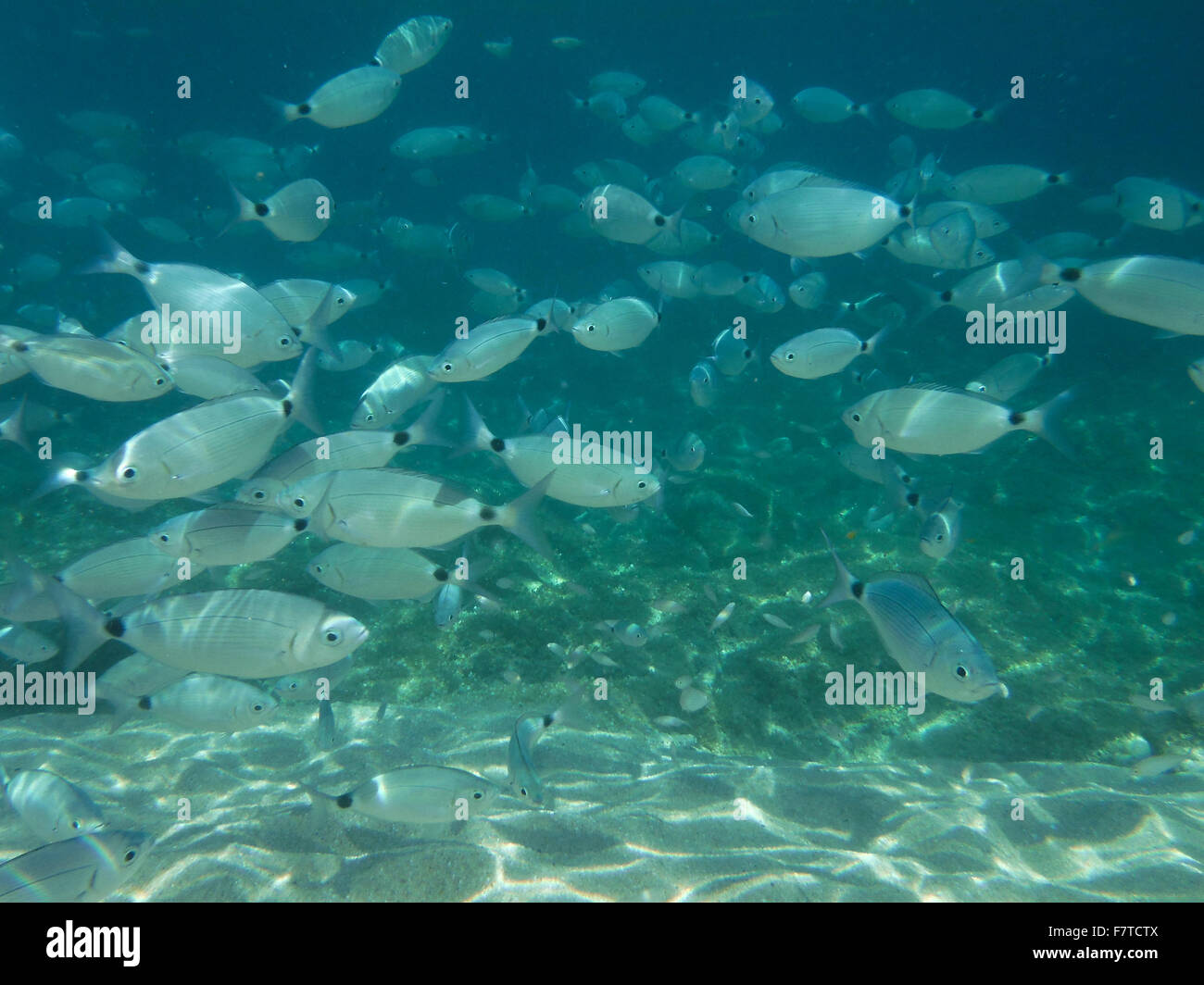 Aufnahmen von der wunderschönen Unterwasserwelt Sardiniens Stockfoto