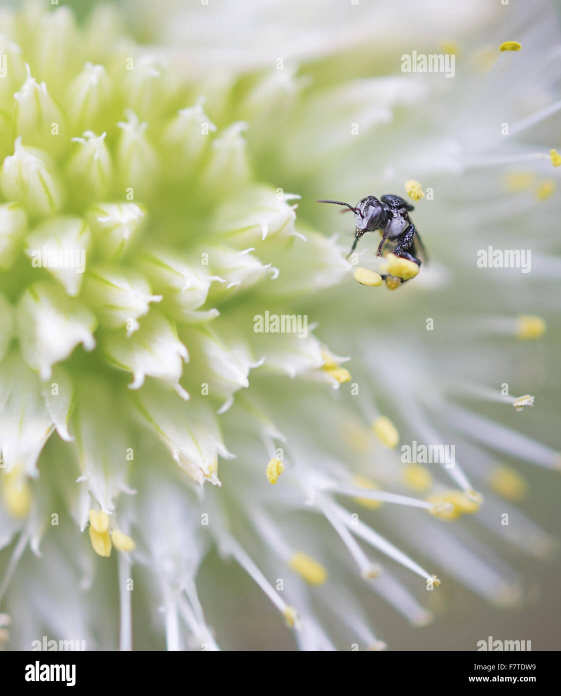 Nahaufnahme von einer sehr kleinen Minute Australian native stachellosen Bienen Tetragonula auf einer Zwiebel-Blume Stockfoto