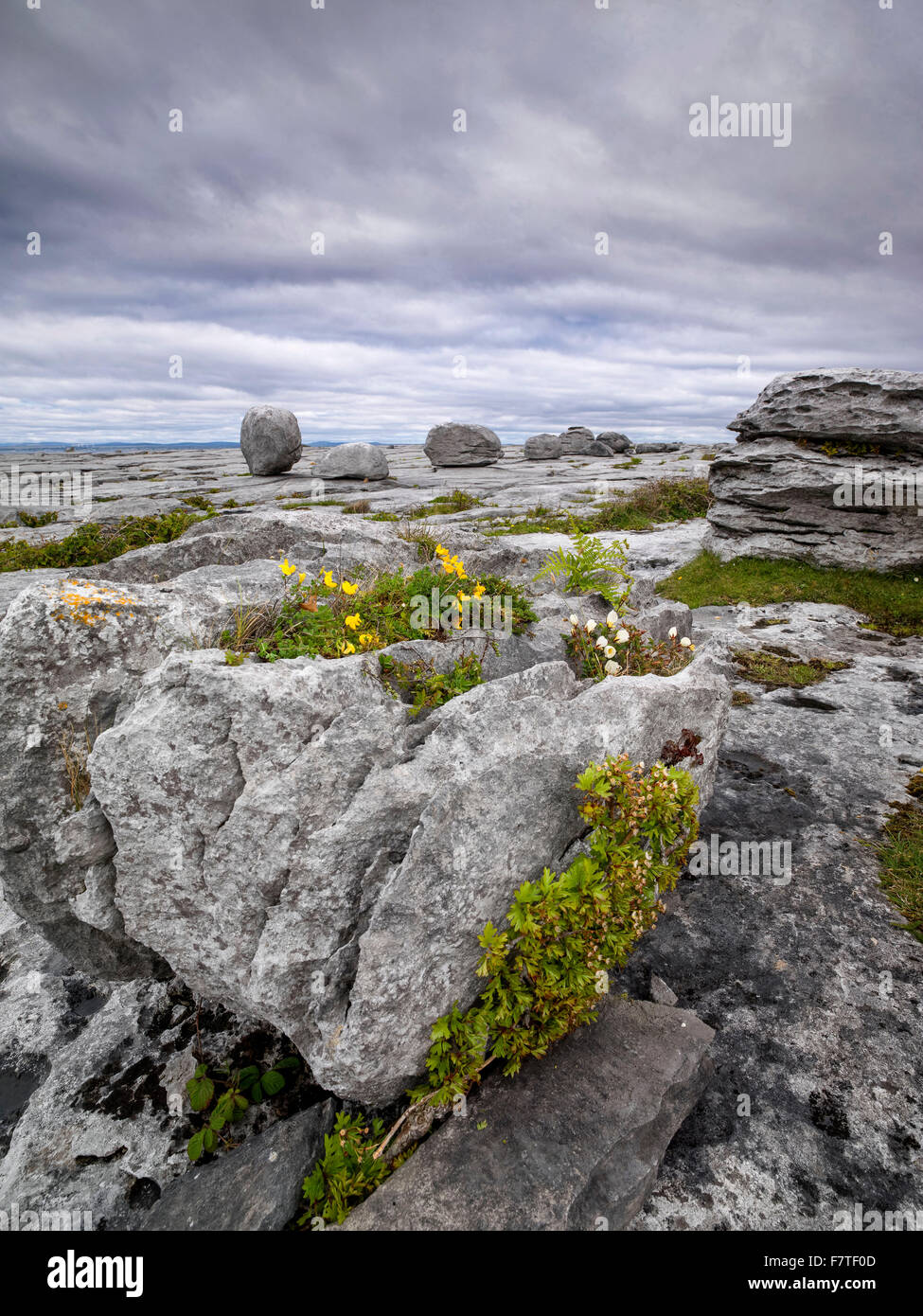 Schwarzer Kopf, The Burren, County Clare, Irland, der Wilde Atlantik Weg Stockfoto