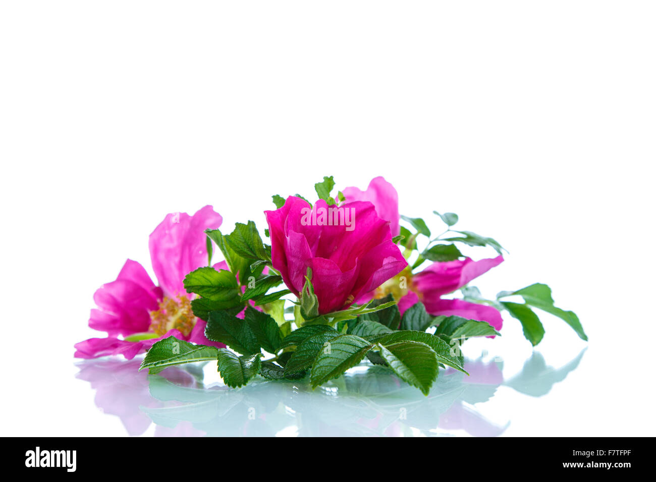 Blume blüht Wild Rose Stockfoto