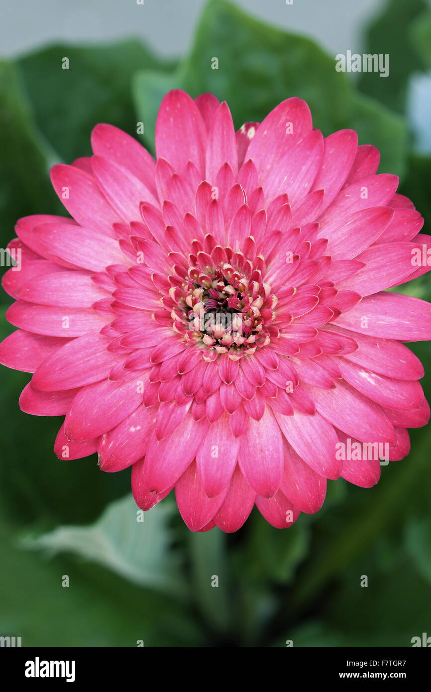 Gerbera Jamesonii - Burst Farbe - rosa Stockfoto