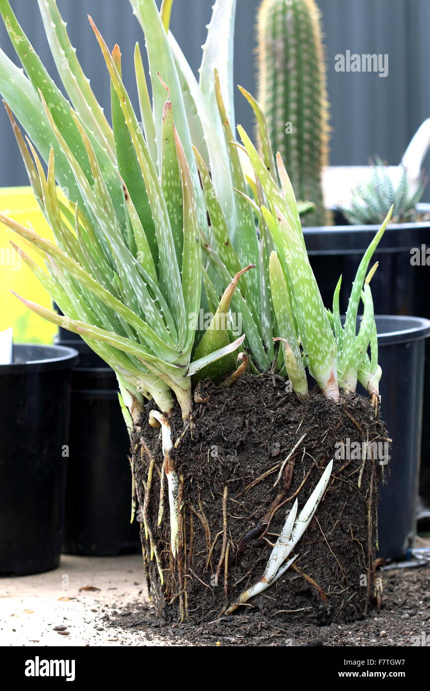 Eine Reihe von Aloevera-Pflanzen mit Welpen und Wurzeln ausgesetzt Stockfoto