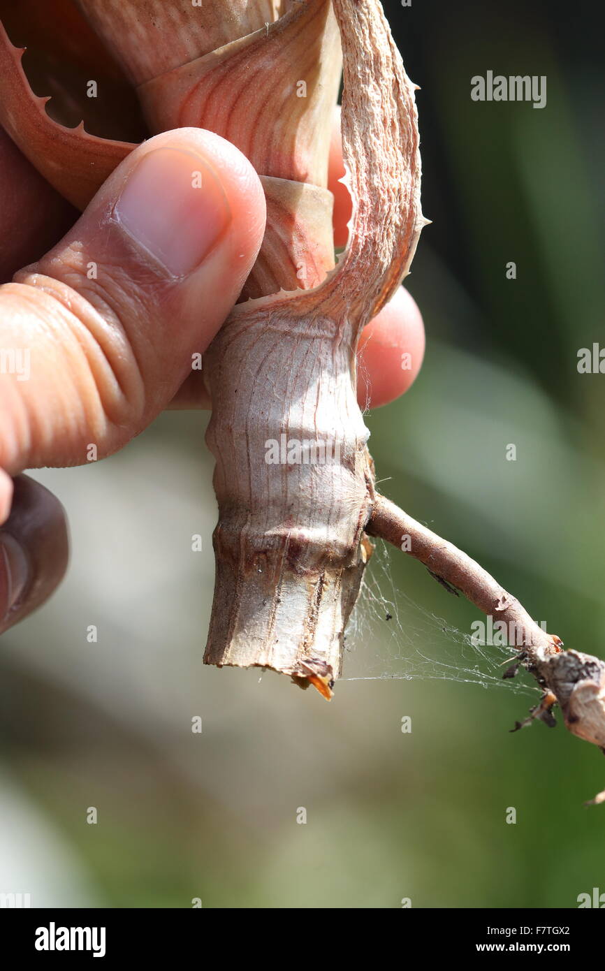 Nahaufnahme der Aloe Pflanze Stamm und Wurzel Stockfoto