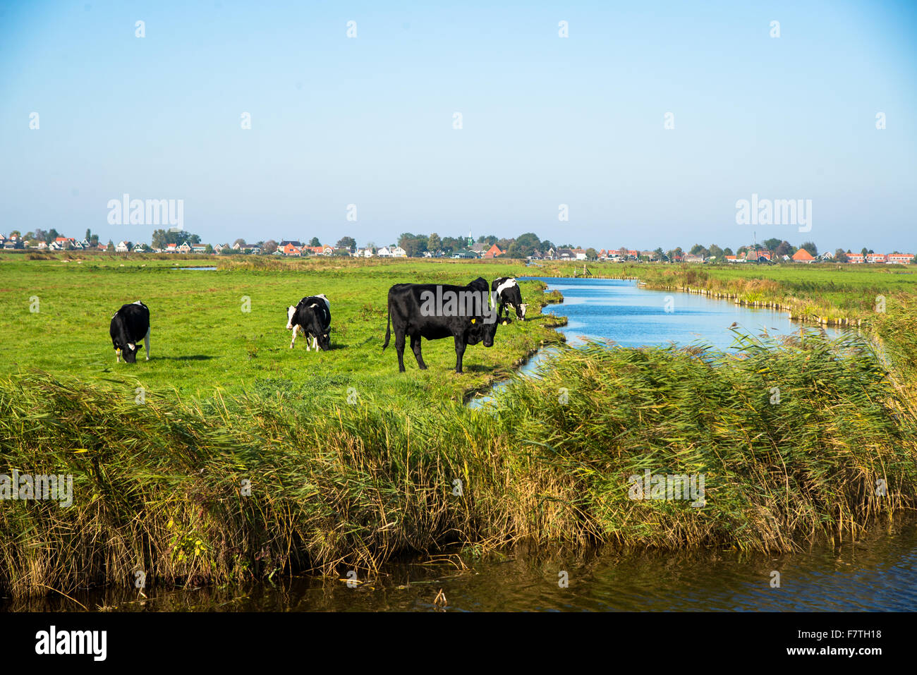 schwarze und weiße Kühe an Ackerland in den Niederlanden Stockfoto