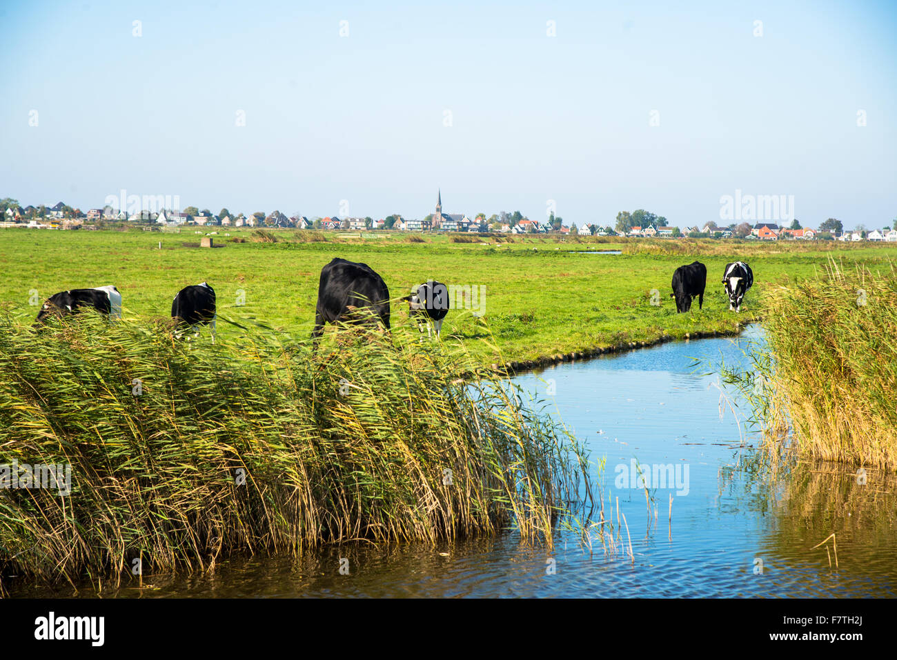 schwarze und weiße Kühe an Ackerland in den Niederlanden Stockfoto
