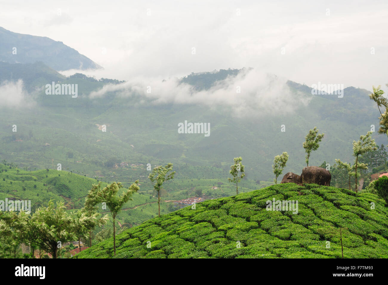 Tee-Plantagen in Munnar Indien Stockfoto