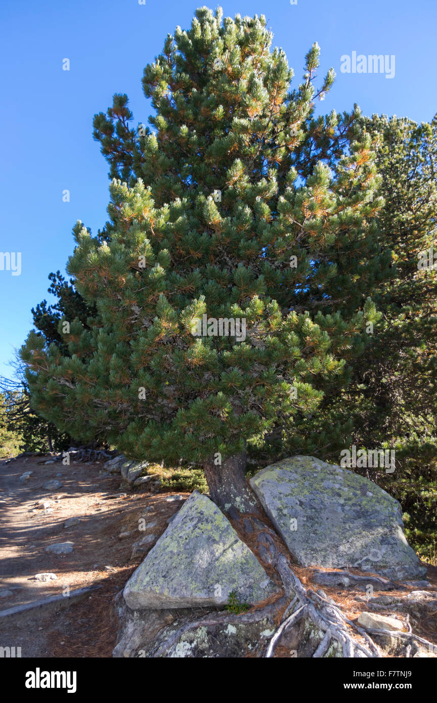 Schweizer Bergkiefer (Pinus Mugo), die einen Felsen in zwei während des Wachstums durch es aufgeteilt. Valais/Wallis, Schweiz. Stockfoto