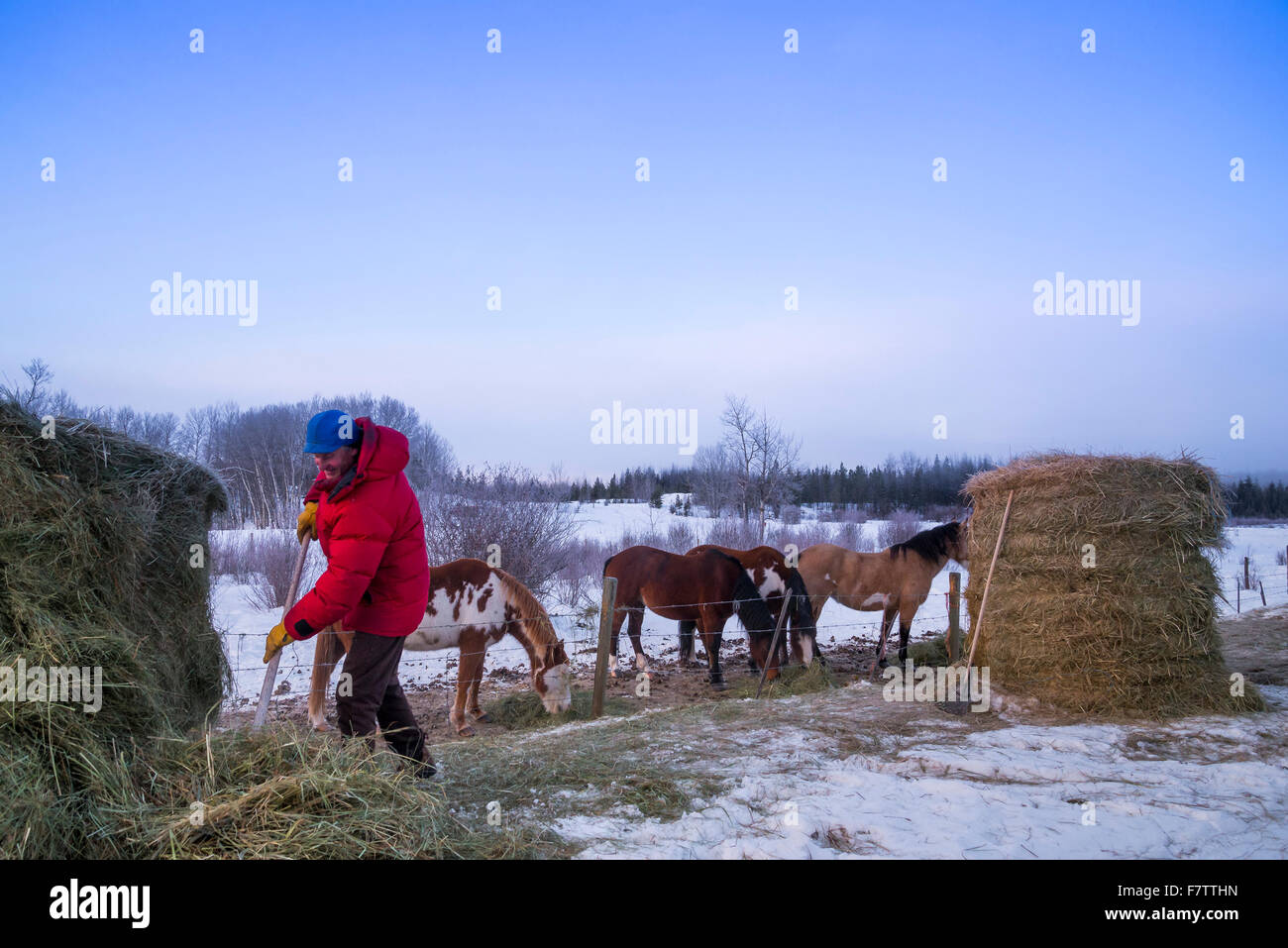 Pferde Heu gefüttert werden, im Winter, Cariboo Region, British Columbia, Kanada Stockfoto