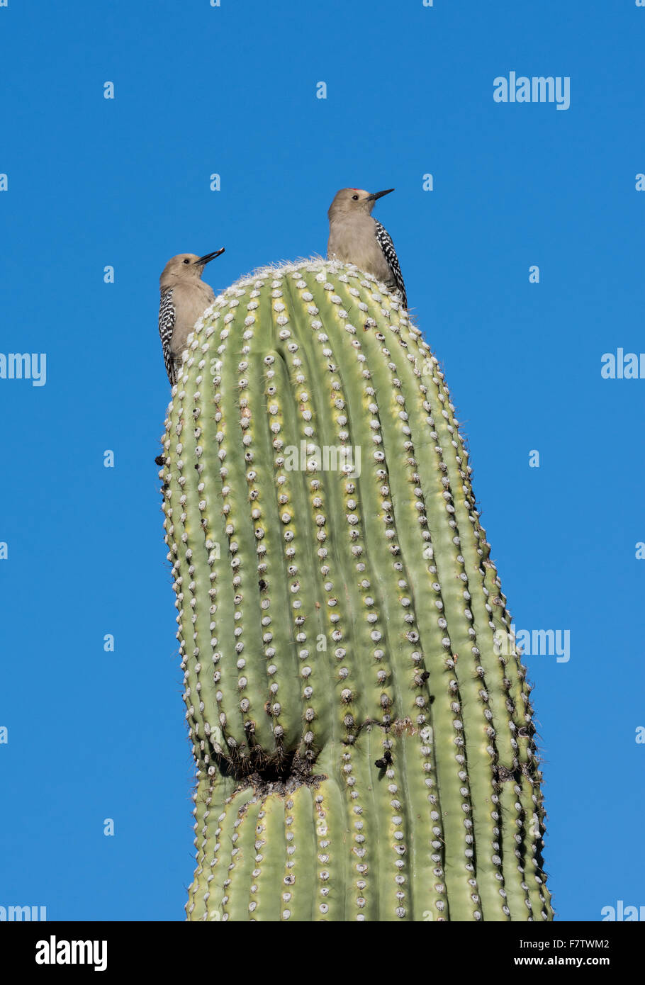 Ein paar Gila Spechte (Melanerpes Uropygialis) Stand am Anfang eines gigantischen Saguaro-Kaktus. Tucson, Arizona, USA. Stockfoto