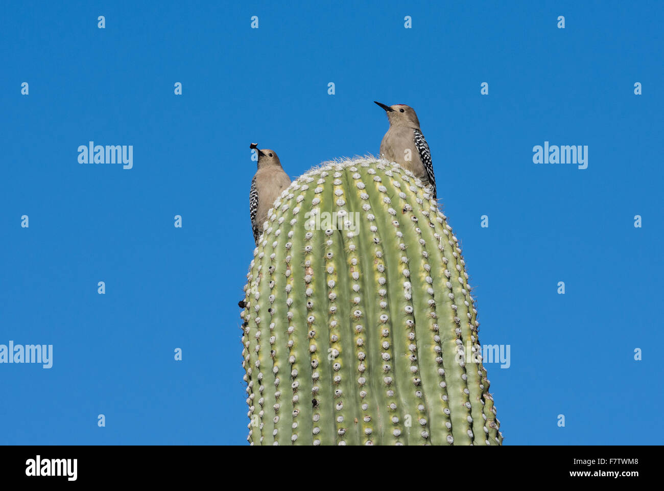 Ein paar Gila Spechte (Melanerpes Uropygialis) Stand am Anfang eines gigantischen Saguaro-Kaktus. Tucson, Arizona, USA. Stockfoto