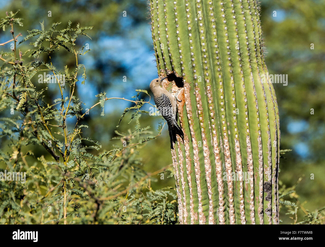 Ein Gila Spechte (Melanerpes Uropygialis) nisten in den Hohlraum des gigantischen Saguaro-Kaktus. Tucson, Arizona, USA. Stockfoto