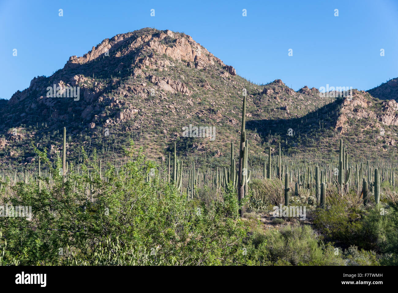 Riesigen Saguaro-Kaktus-Wald umfasst Granithügel. Saguaro National Park, Tucson, Arizona, USA. Stockfoto