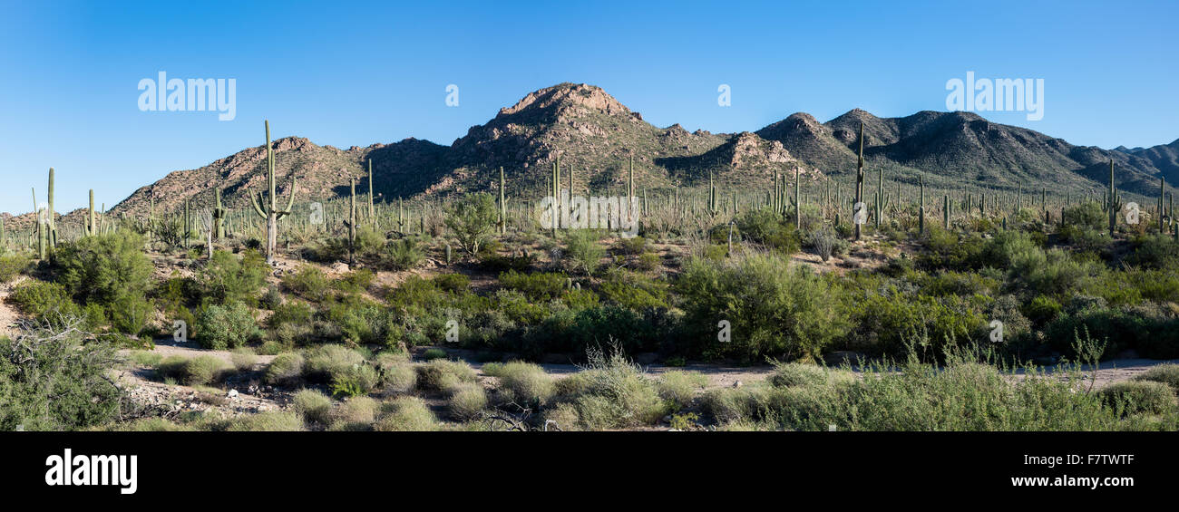 Panoramablick über die Sonora-Wüste. Saguaro National Park, Tucson, Arizona, USA. Stockfoto