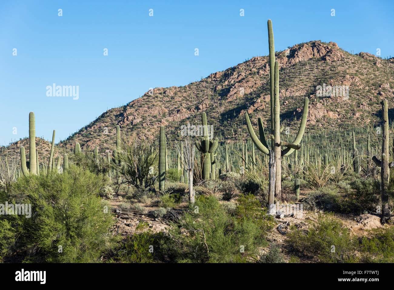 Riesigen Saguaro-Kaktus-Wald umfasst Granithügel. Saguaro National Park, Tucson, Arizona, USA. Stockfoto