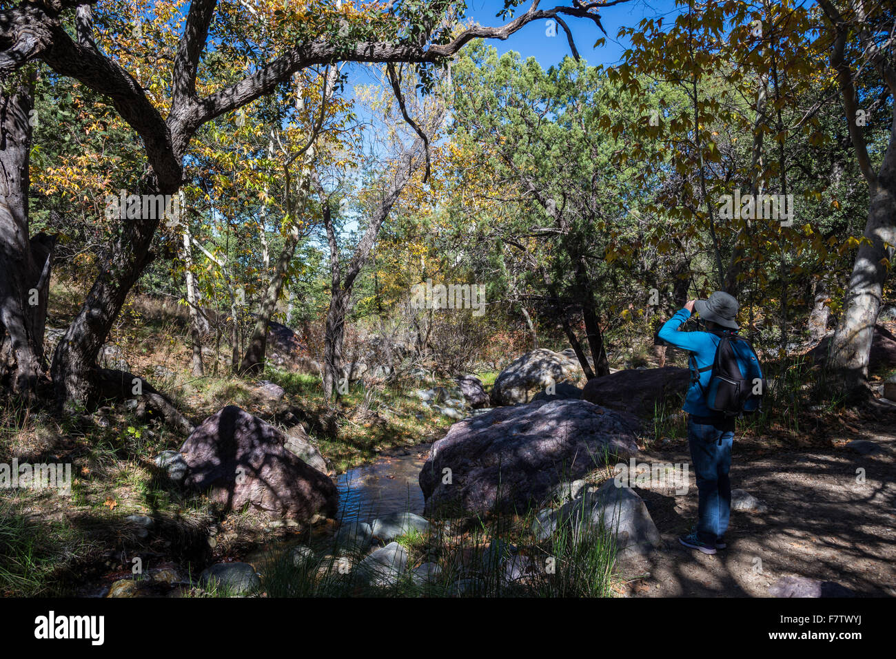 Eine Frau-Vogelbeobachtung in den Wäldern von Madera Canyon, Tucson, Arizona, USA. Stockfoto