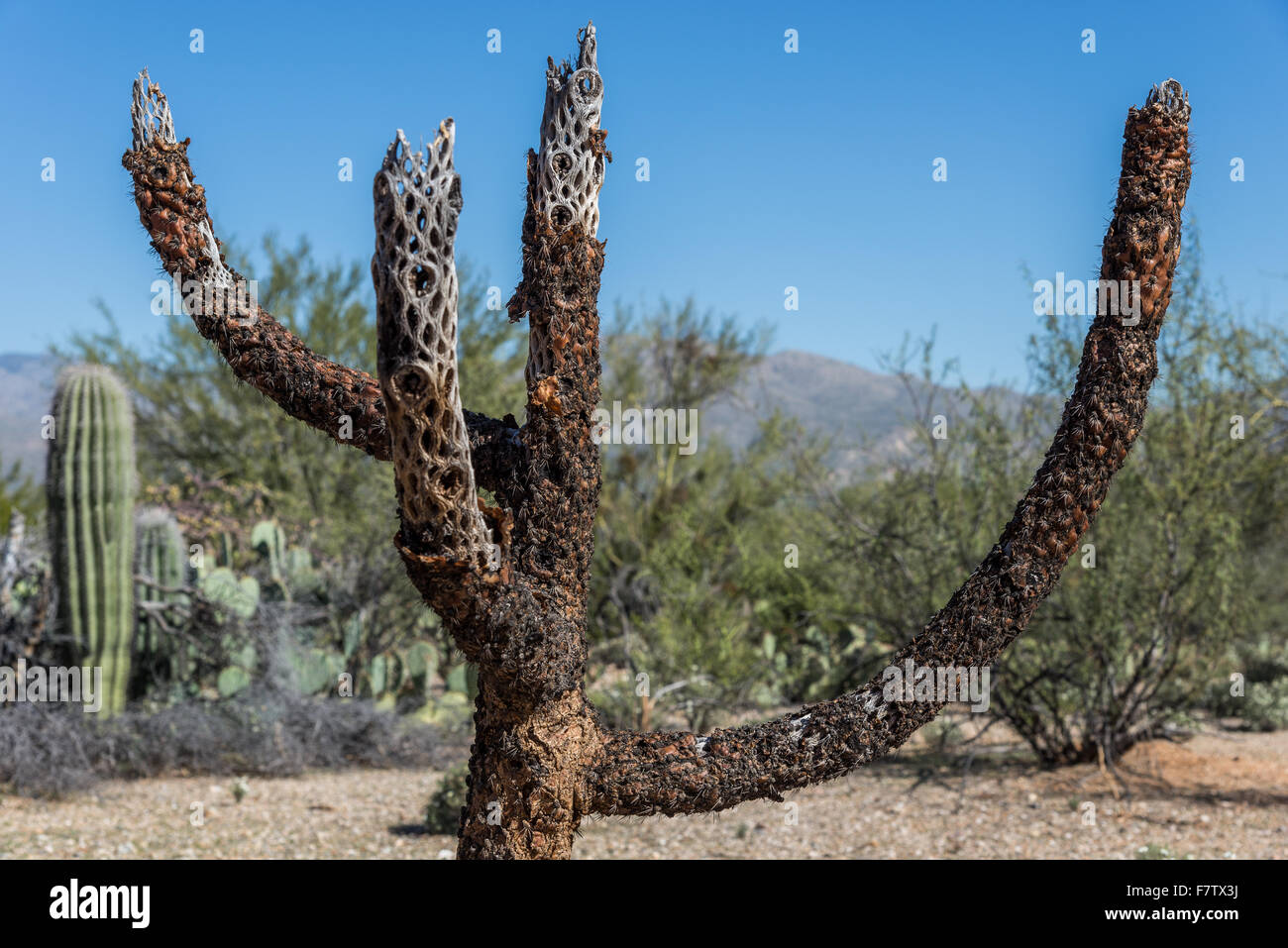 Skelett Zweige der Teddybär Kaktus (Cylindropuntia Bigelov) in der Sonora-Wüste. Saguaro National Park, Tucson, Arizona, USA. Stockfoto