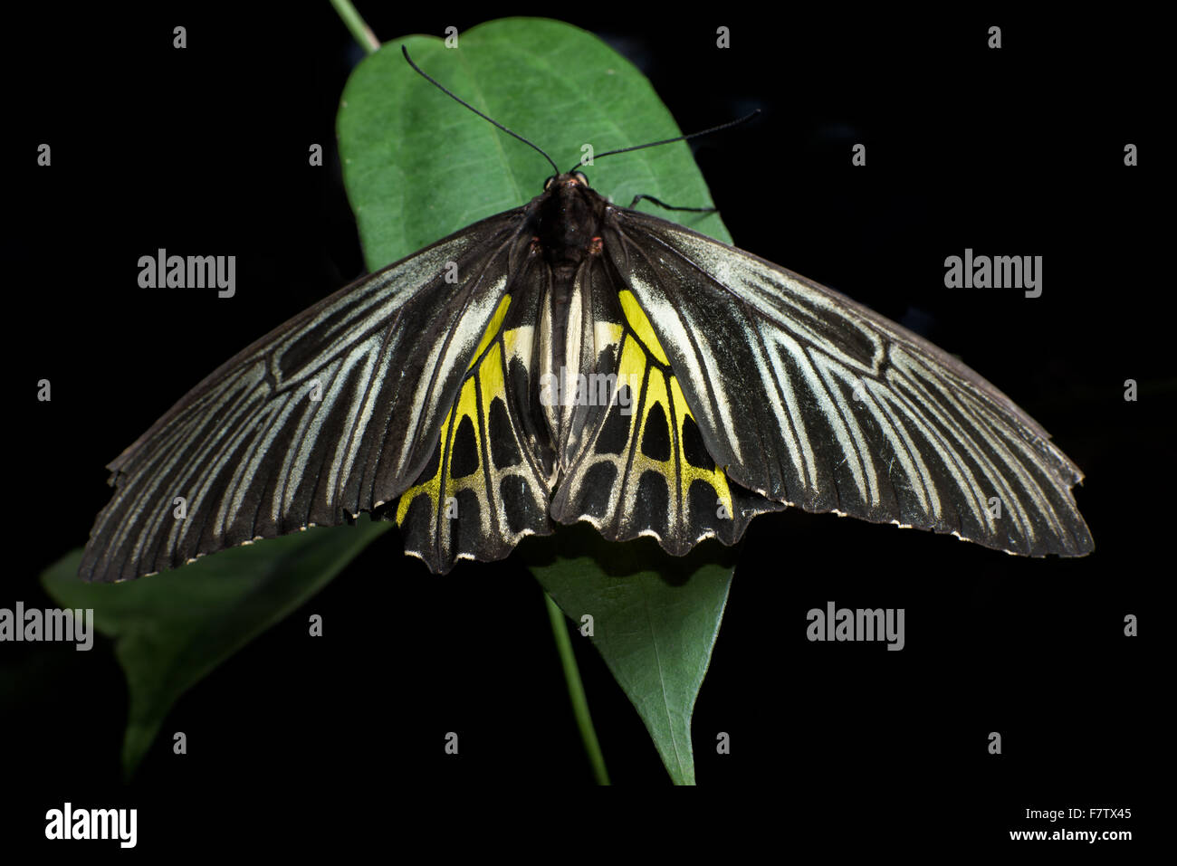 Schmetterlinge sind häufige Insekten, die einen Wurm-ähnliche Körper sehr bunte Flügel und Stockfoto