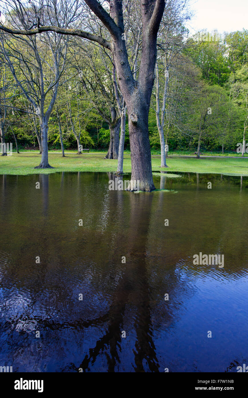 Überfluteten Parklandschaft im Seton Park Aberdeen Stockfoto