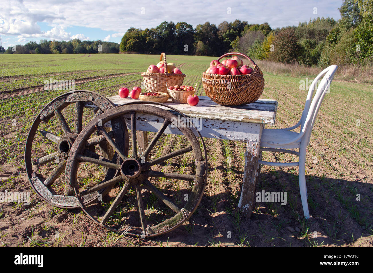 Holztisch mit einem Stuhl, im Herbst Äpfel und antike Holzräder auf Feld-Hof. Ernte-Konzept Stockfoto
