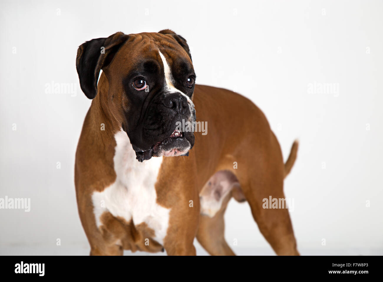 Deutsche beige-farbigen Boxer Hund, reine Rasse auf weißem Hintergrund Stockfoto