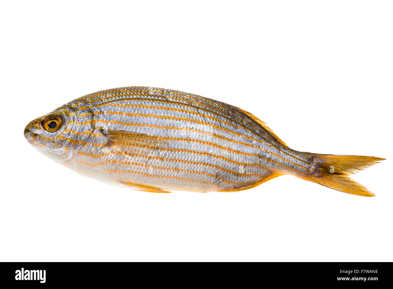 Salema Porgy - Sarpa Fisch Stockfoto