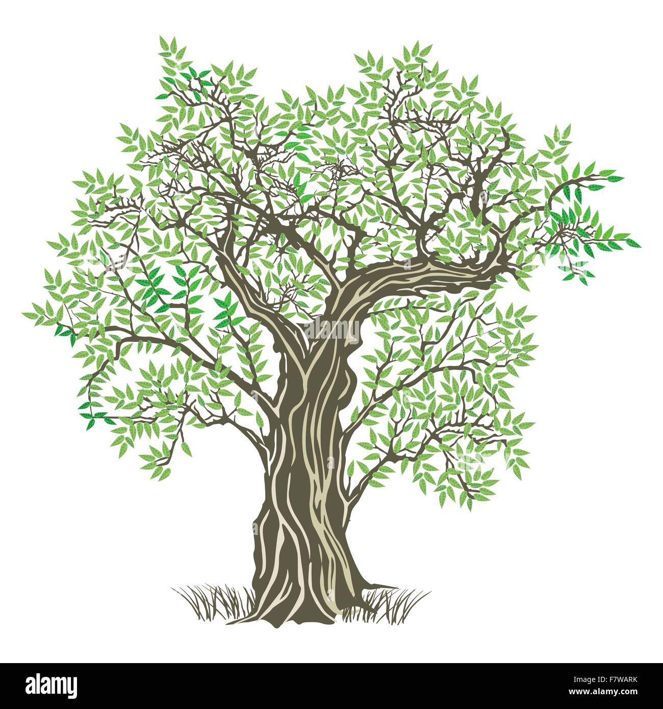 Alter Olivenbaum Stock Vektor
