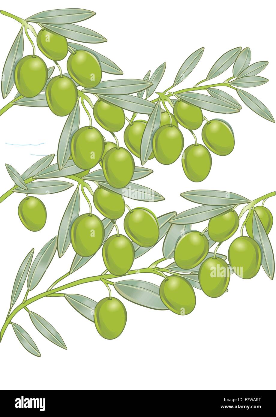 Oliven auf dem Baum Stock Vektor
