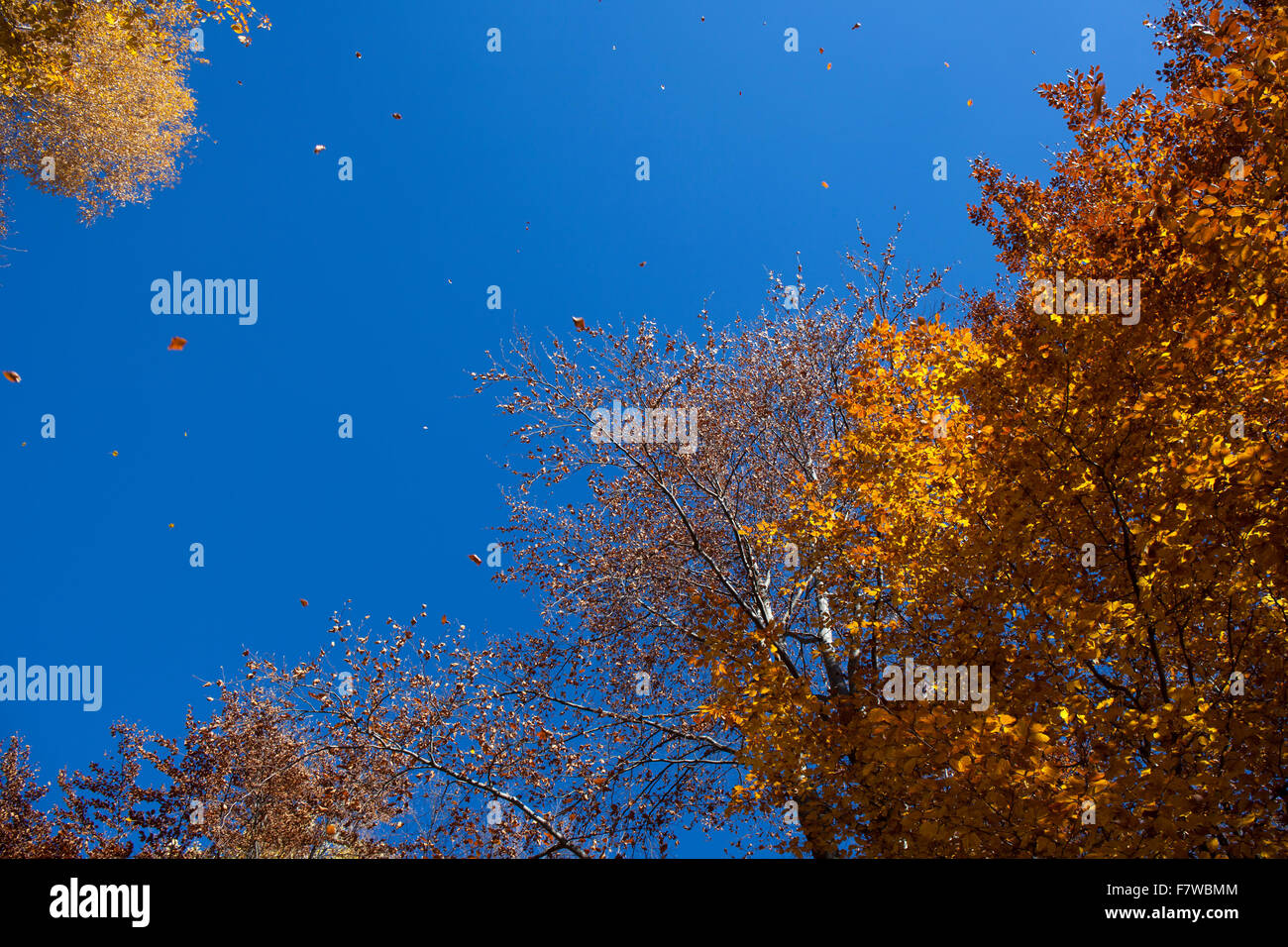 Abbildung des fallenden gelbe und braune Blätter im Herbst fliegen im Wind. Stockfoto