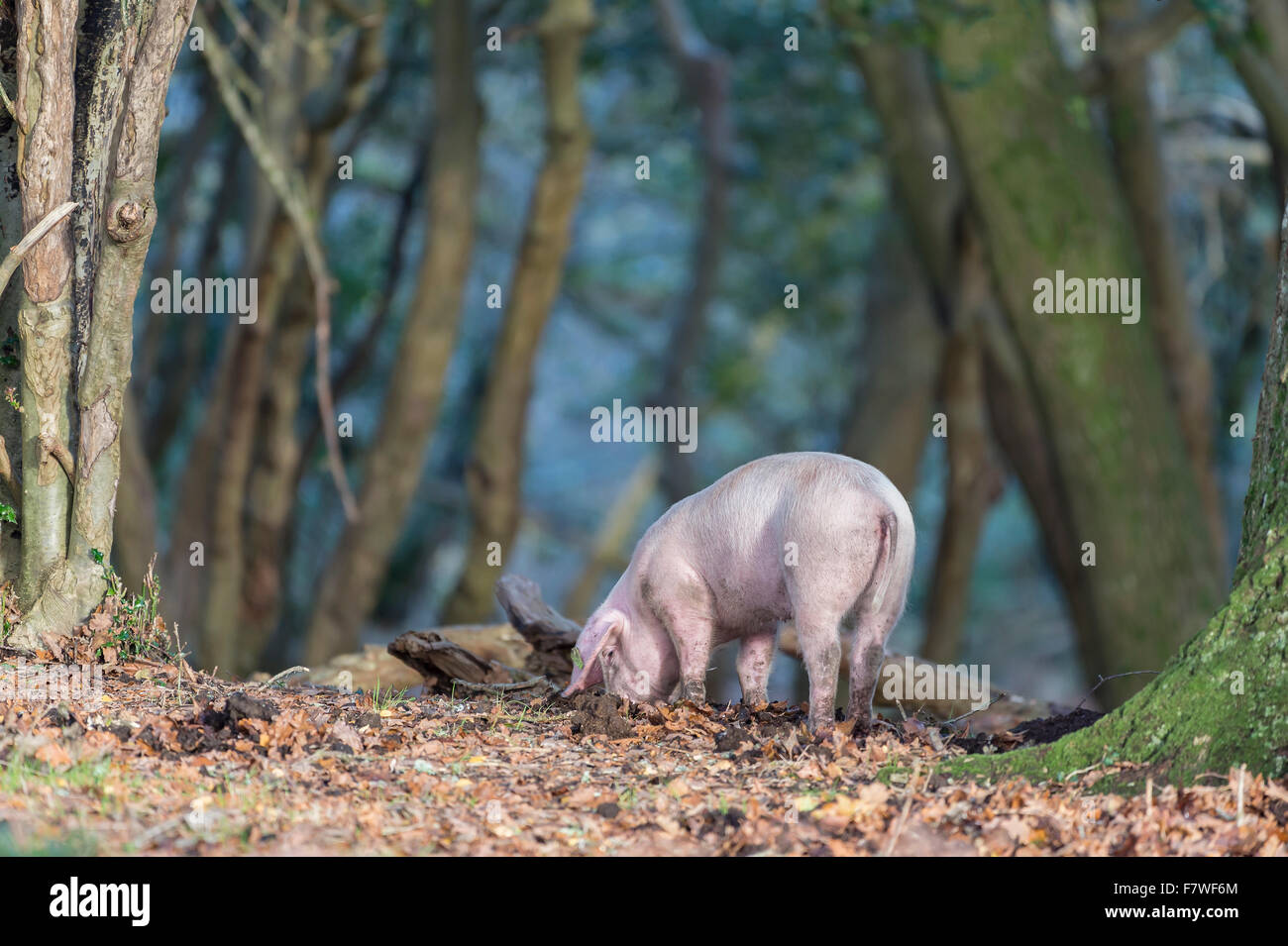 Ferkel Futter für Lebensmittel, in den New Forest National Park, am Bach, Hampshire, England, Vereinigtes Königreich. Stockfoto Ferkel Futter für Lebensmittel, in den New Forest National Park, am Bach, Hampshire, England, Vereinigtes Königreich. Stockfoto