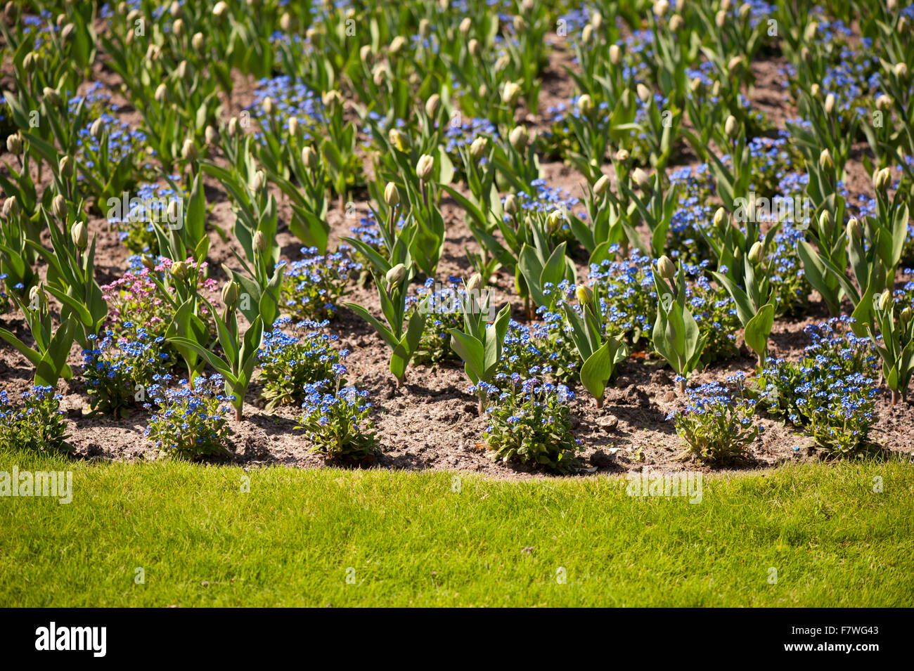 Ornamentalen Garten Blumen Bettwäsche blau Forget me Nots und Tulpen Knospen, leuchtend blau blühende Pflanzen mit pulsierenden grünen Blättern Stockfoto