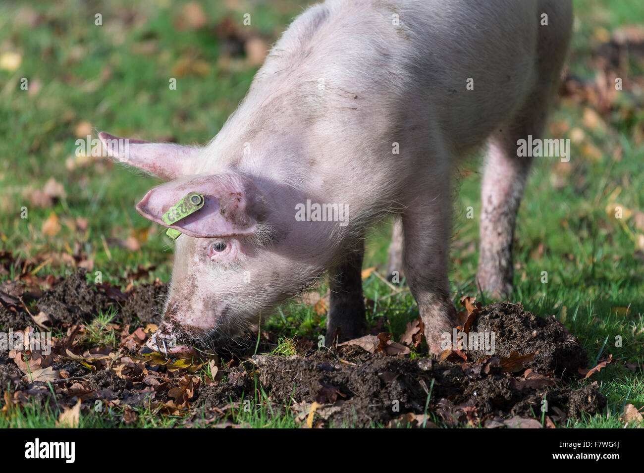 Ferkel Futter für Lebensmittel, in den New Forest National Park, am Bach, Hampshire, England, Vereinigtes Königreich. Stockfoto Ferkel Futter für Lebensmittel, in den New Forest National Park, am Bach, Hampshire, England, Vereinigtes Königreich. Stockfoto