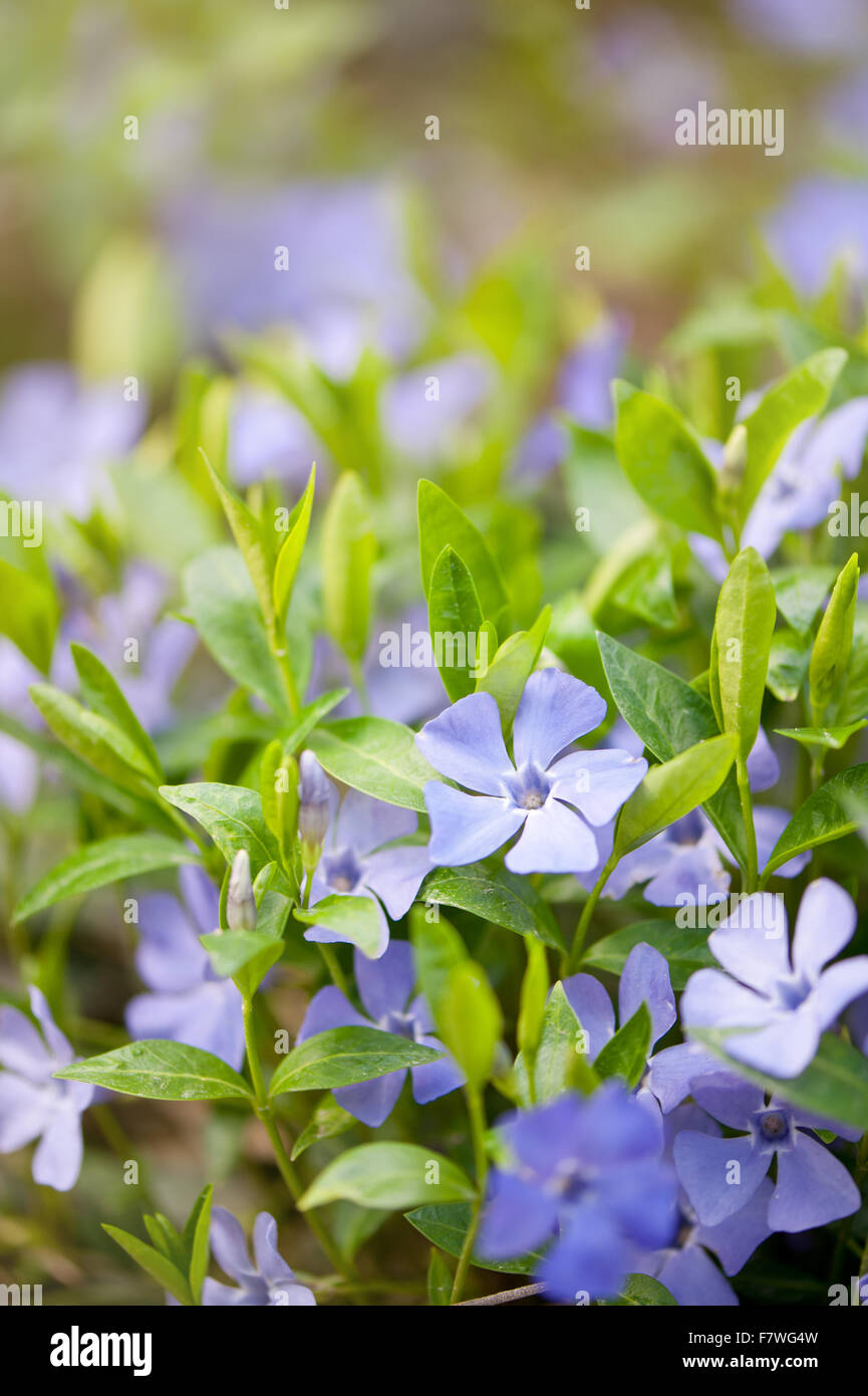 Vinca-Blumen-Nahaufnahme, Lobelia Familie Immergrün oder Myrte hell violett lila blühende Pflanzen mit pulsierenden grünen Blättern Stockfoto