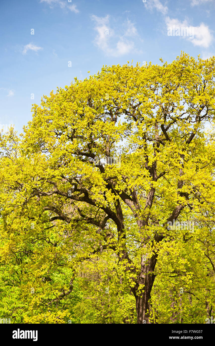 Helle Eiche am blauen Himmel im Park, großen Eiche sprießen beginnt mit jungen hellen frischen Laub im sonnigen Tag Frühling Stockfoto