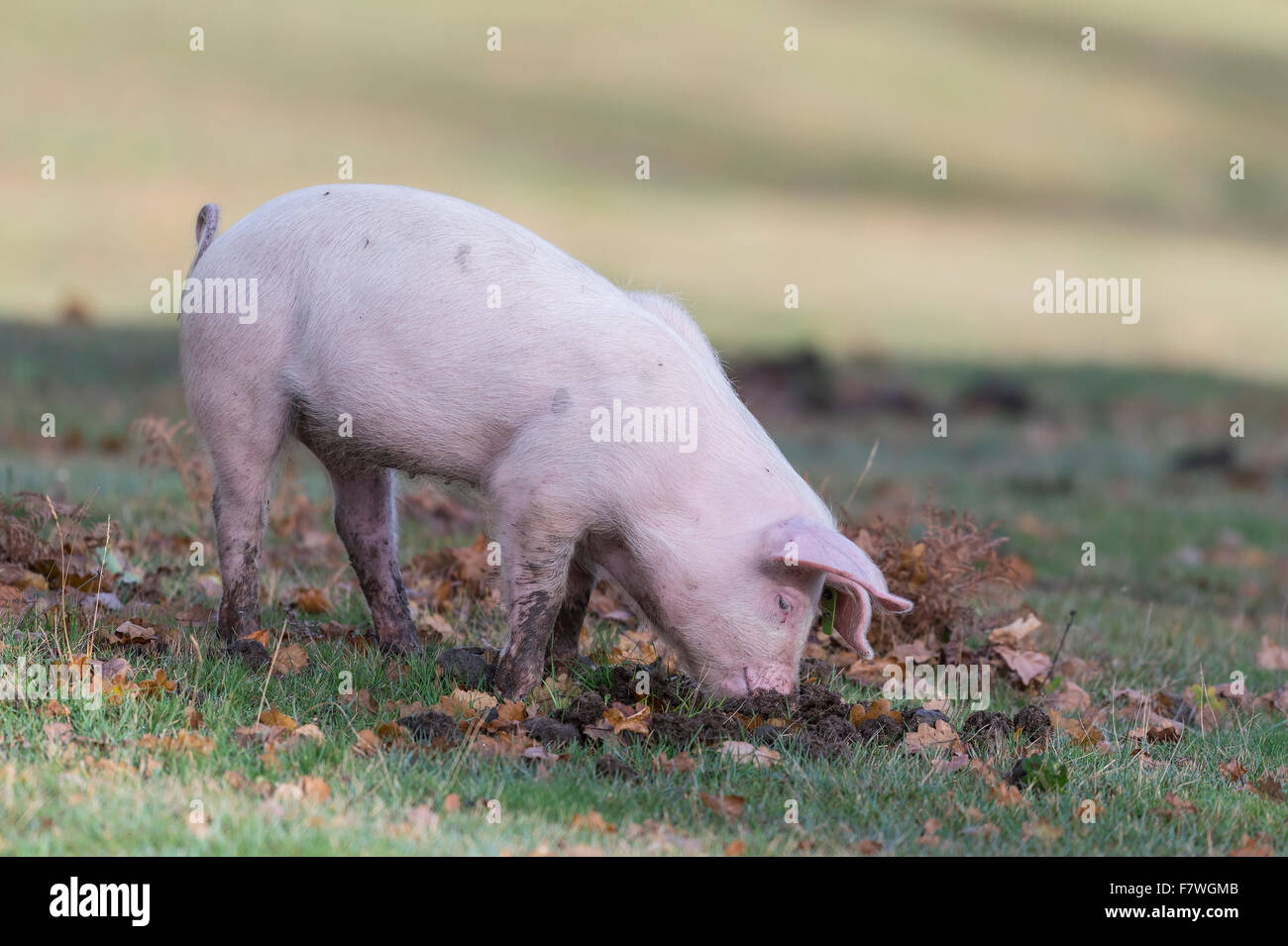 Ferkel Futter für Lebensmittel, in den New Forest National Park, am Bach, Hampshire, England, Vereinigtes Königreich. Stockfoto Ferkel Futter für Lebensmittel, in den New Forest National Park, am Bach, Hampshire, England, Vereinigtes Königreich. Stockfoto