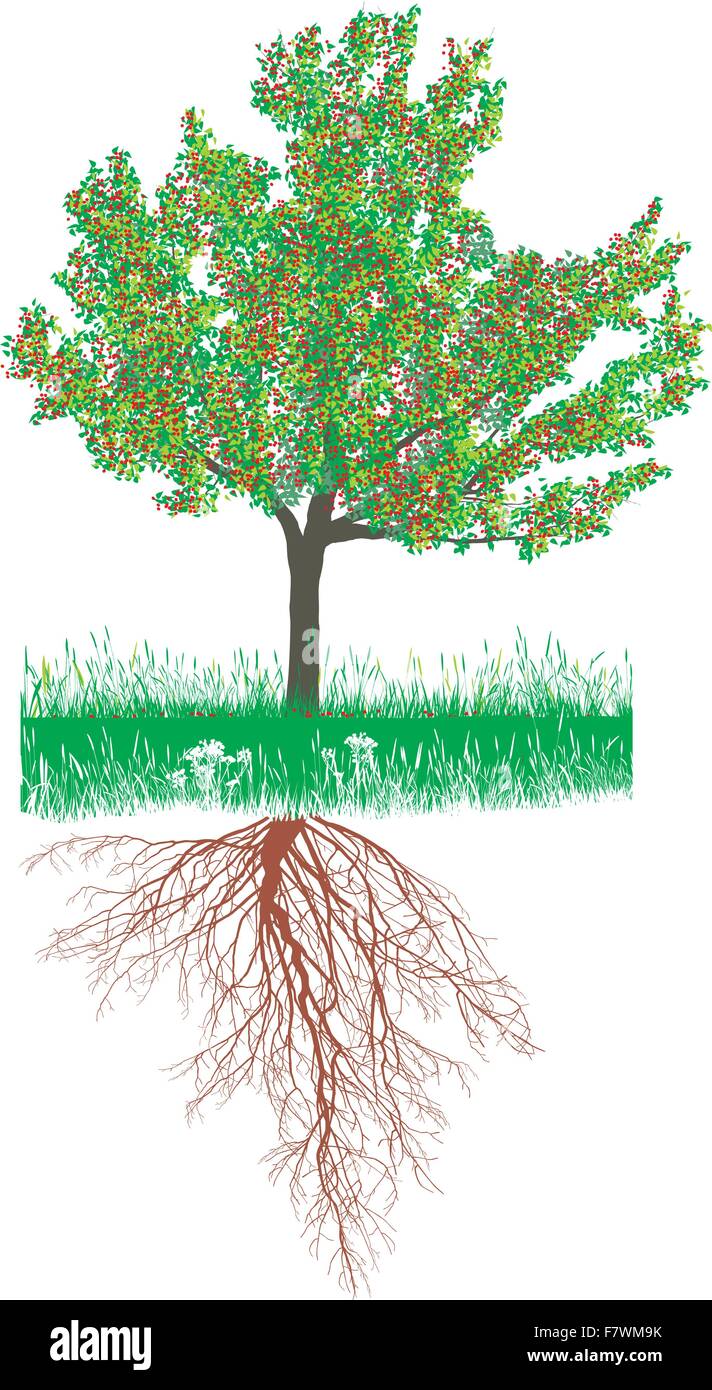 Kirschbaum mit Wurzeln mit Früchten Alamy