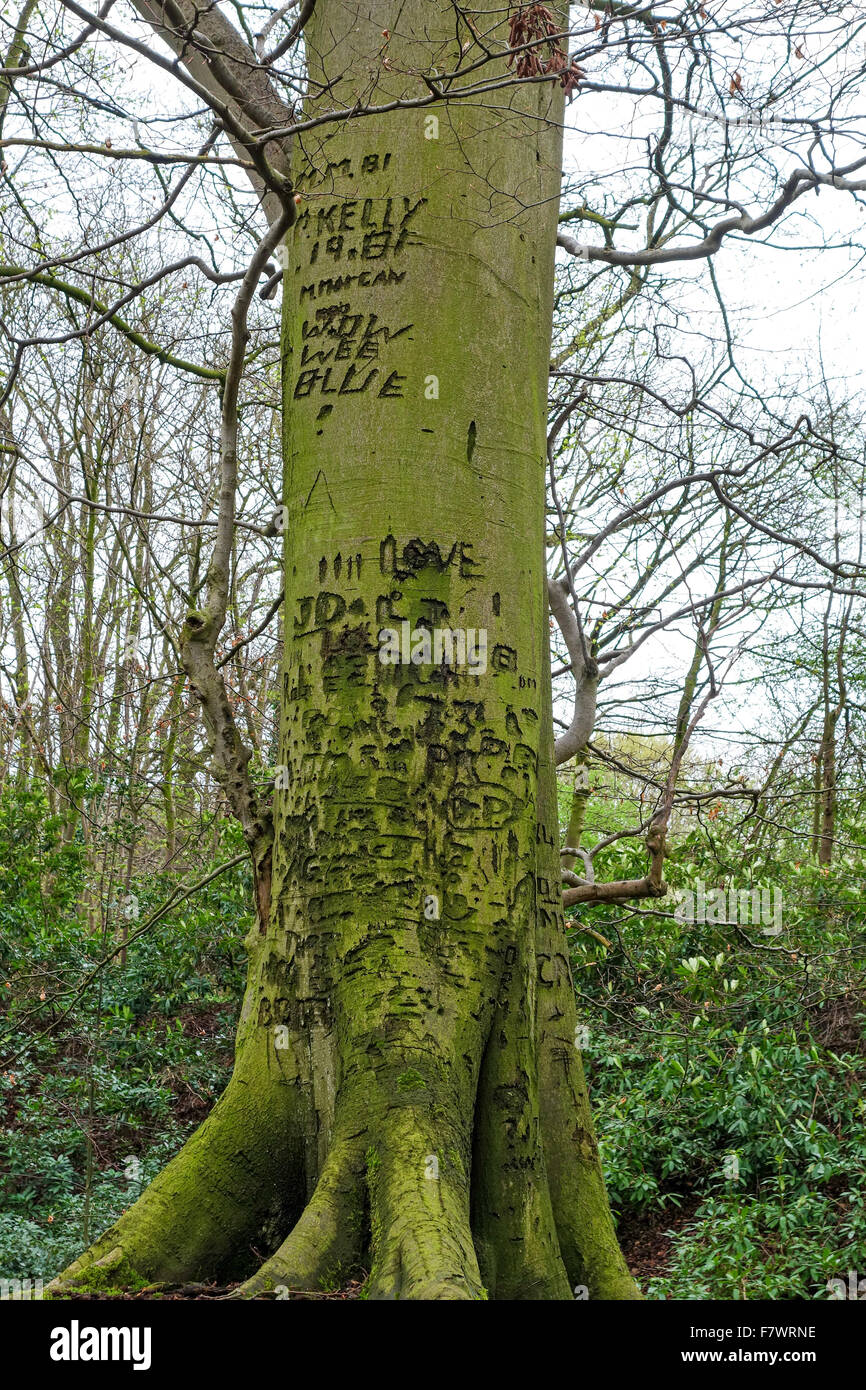 Graffiti auf dem Stamm oder Bolus eines Baumes mit Initialen der Namen und Daten in die Rinde geschnitten Stockfoto