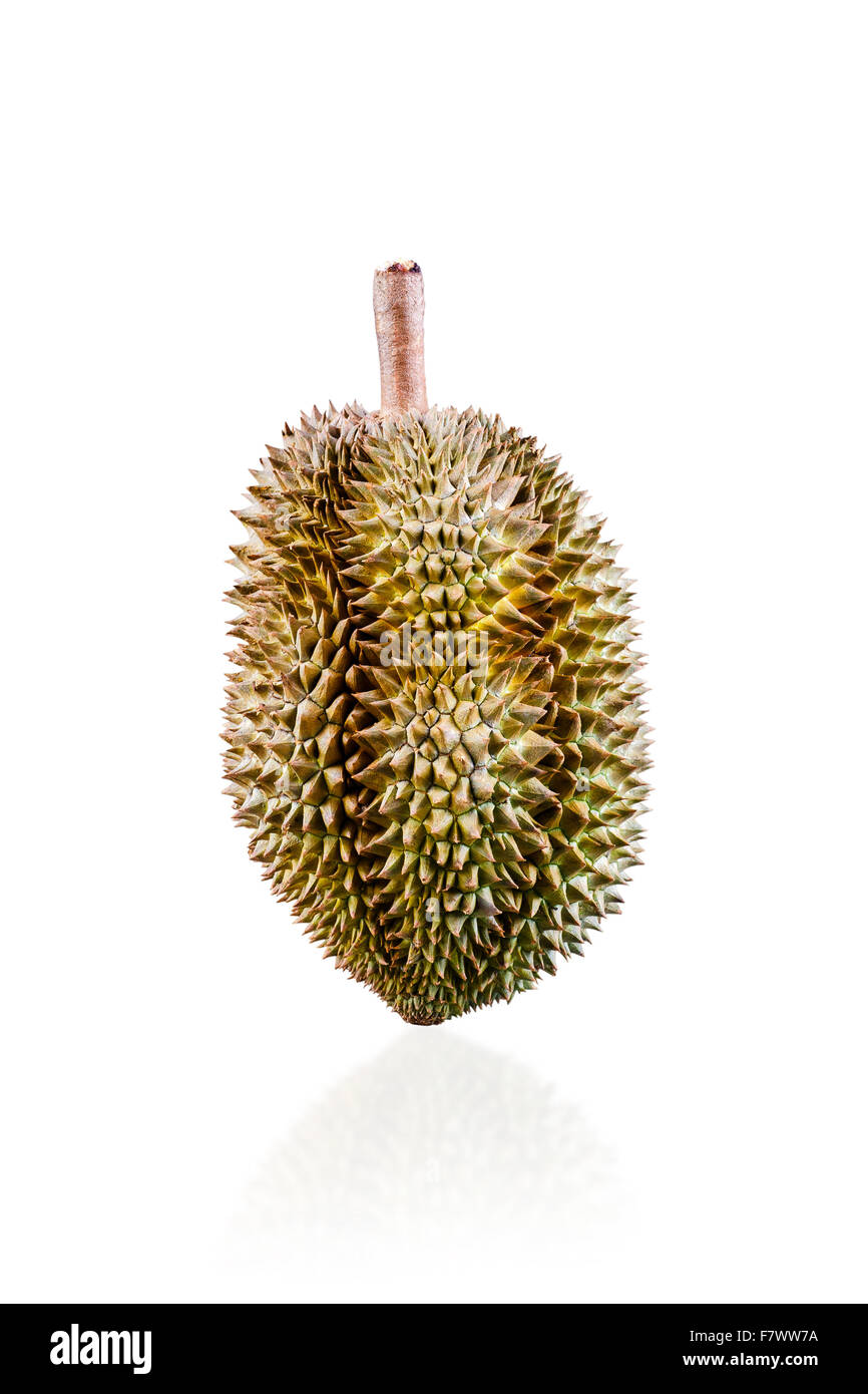 Thailändischen durian tropische Früchte auf weißem Hintergrund Stockfoto