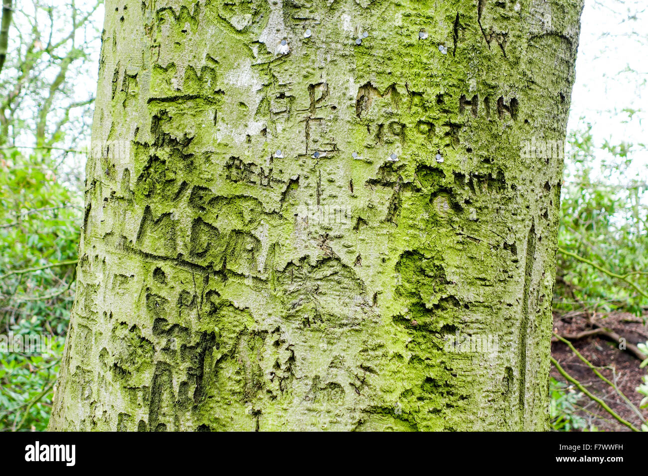 Graffiti auf dem Stamm oder Bolus eines Baumes mit Initialen der Namen und Daten in die Rinde geschnitten Stockfoto